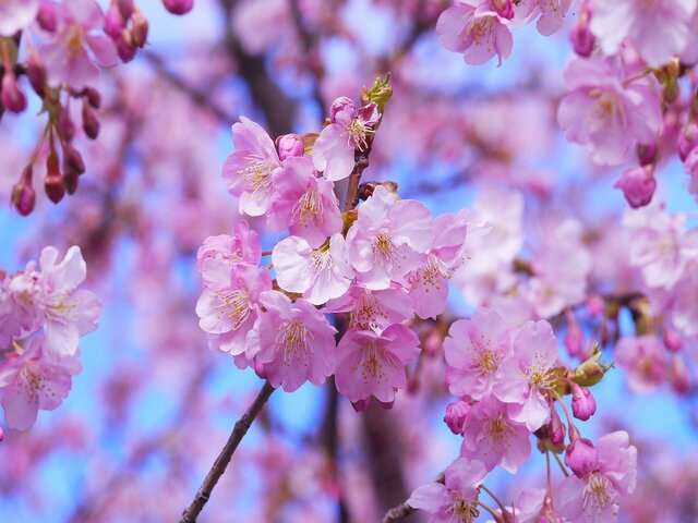 Japan’s Cherry Blossom Festival Hanami - 花見