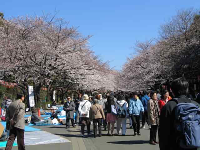 Ueno Park during the cherry blossom season
