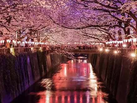 Cherry Blossom Festival: Evening In Nakameguro