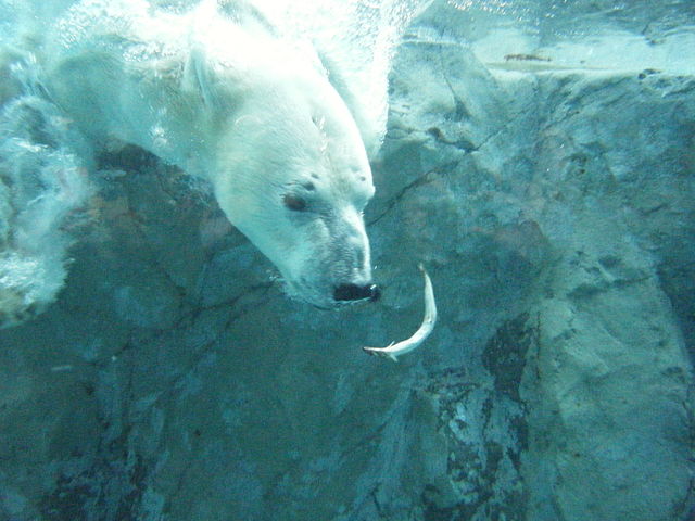 Asahiyama Zoo - Polar Bear