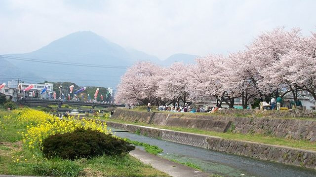 Hanami - Cherry Blossom Viewing