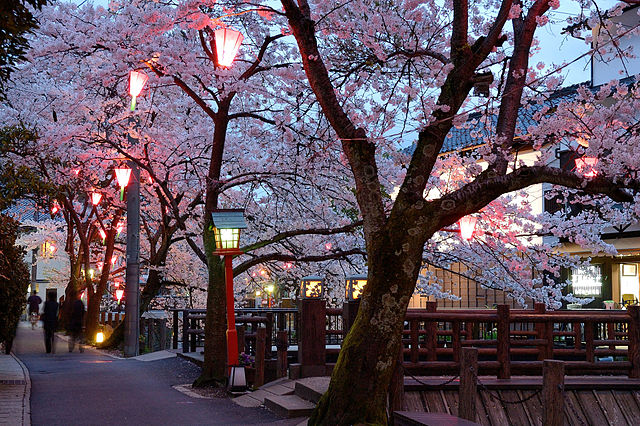 Kinosaki Onsen Cherry Blossoms 
