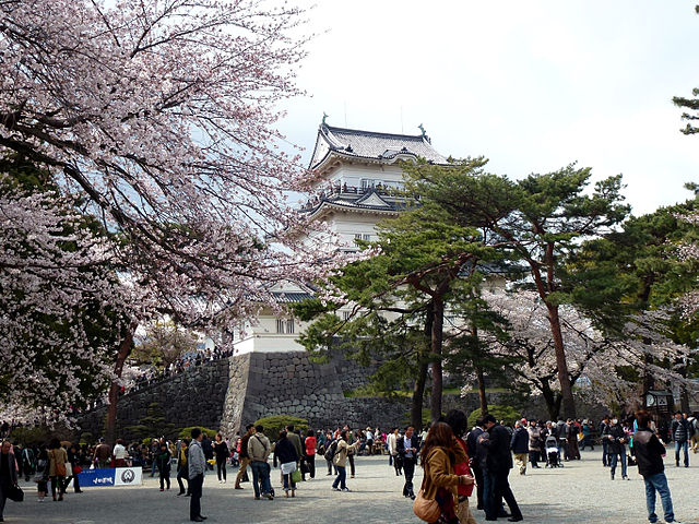 Odawara Castle Park - Cherry Blossoms