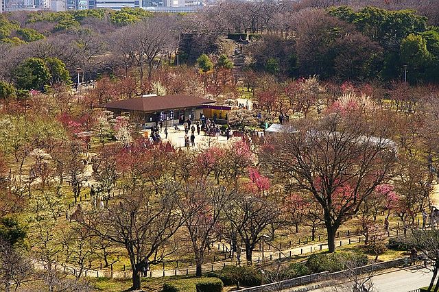 Osaka Castle Plum Garden