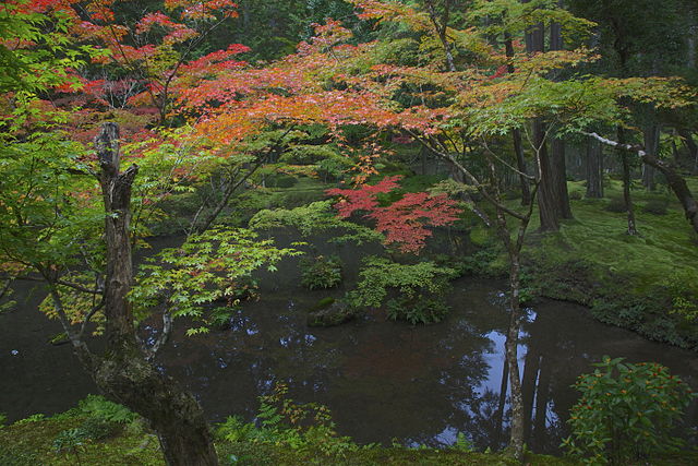 Kokedera - Golden Pond - Ogonchi