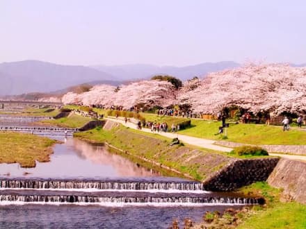 Kyoto Cherry Blossom Food Tour